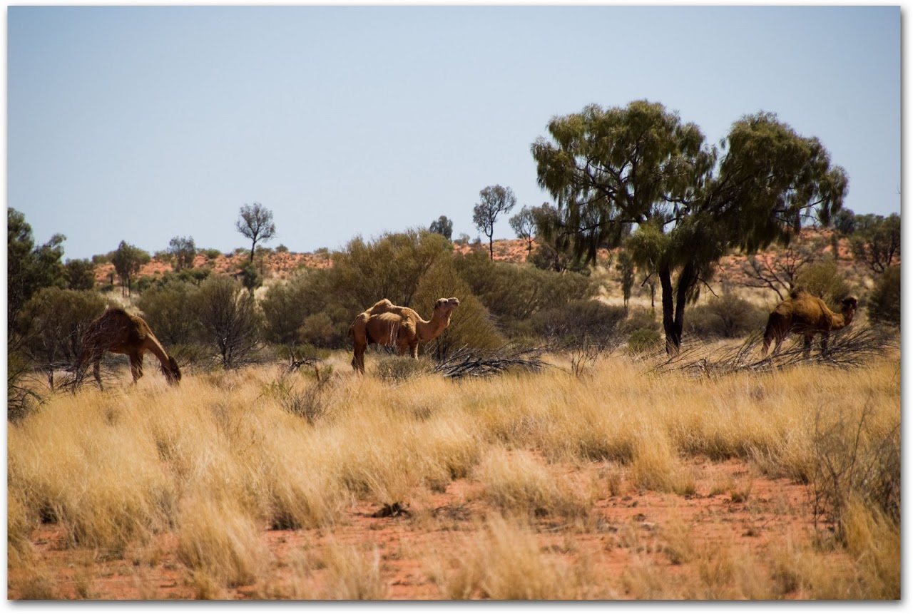 Wild camels in the Outback