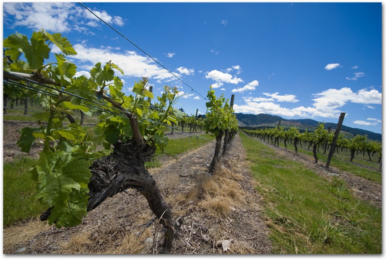 Marlborough vines