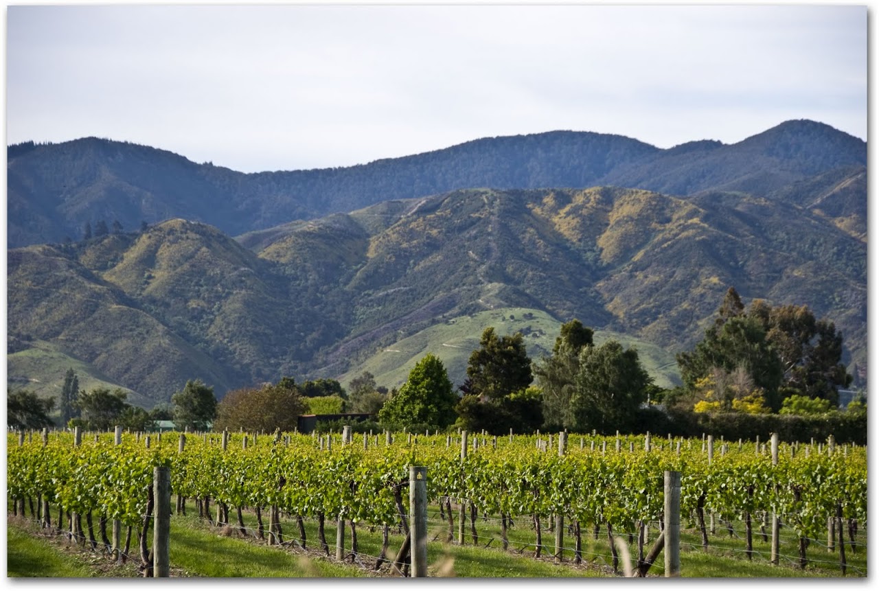 Marlborough Wine Region