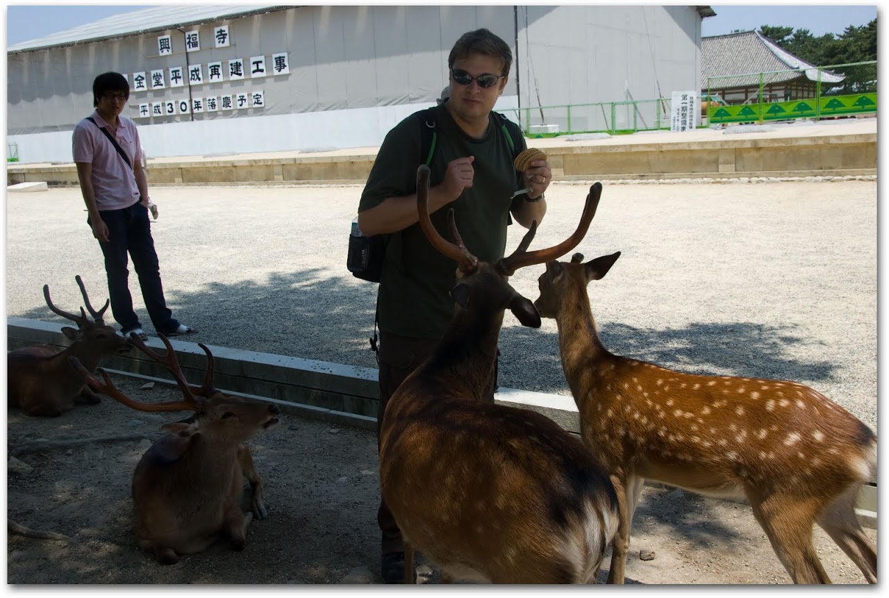 Patrick feeding deer at Nara