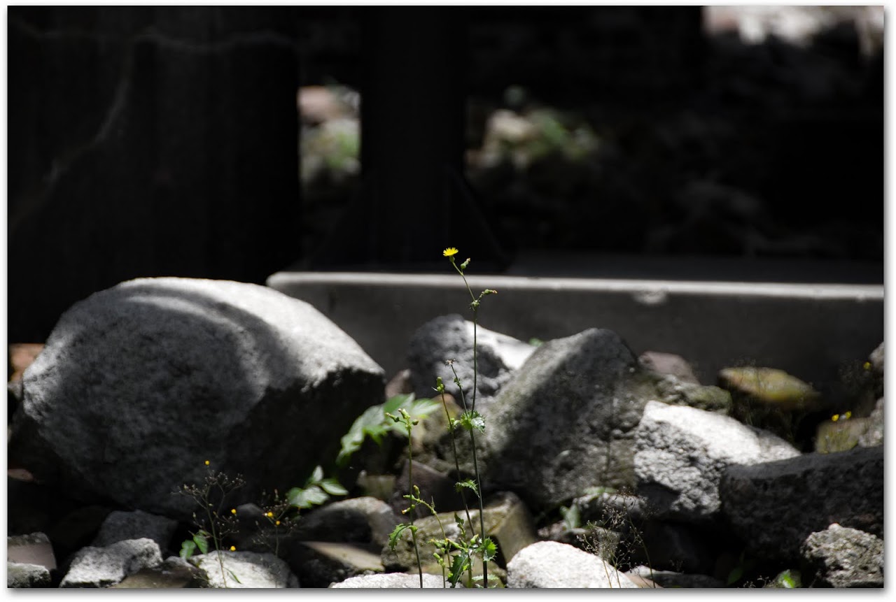 Flower at Hiroshima Peace Park