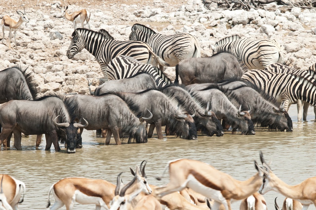 Wildebeests and zebra at Okakueje watering hole
