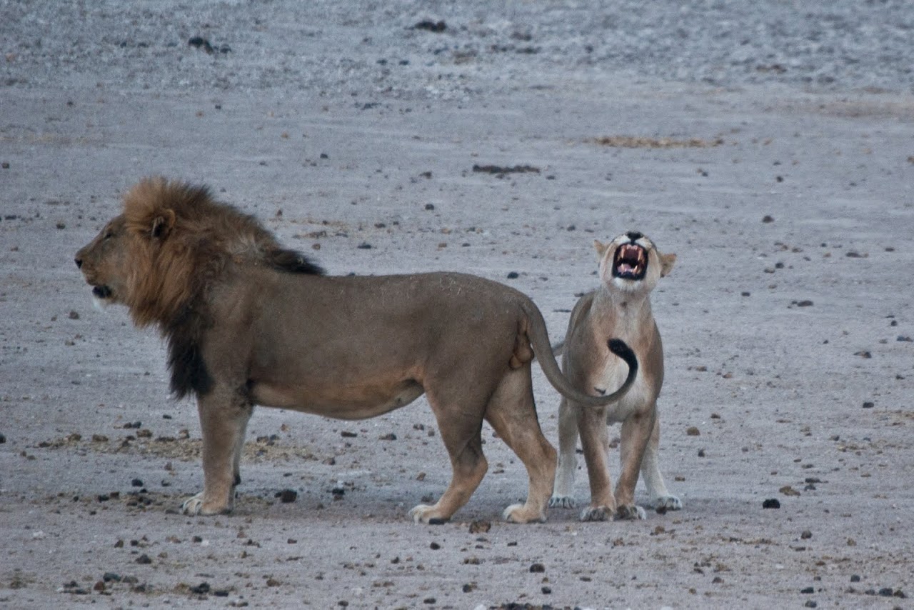 Lion and lioness growling