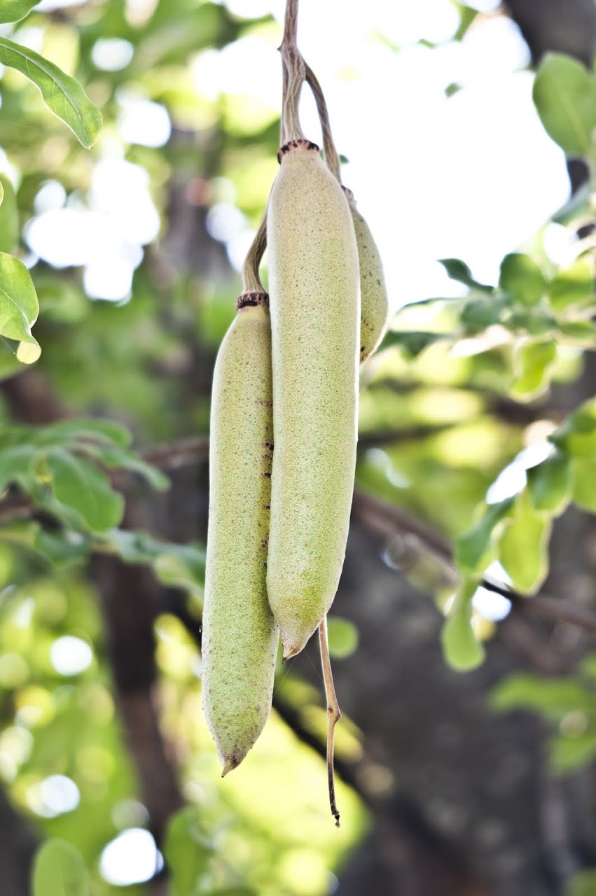 Pods from tree