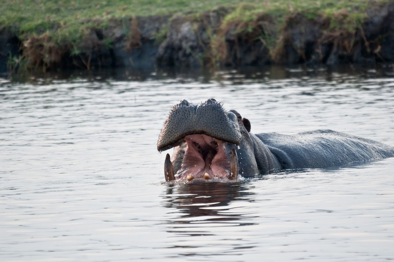 Hippo starting yawn