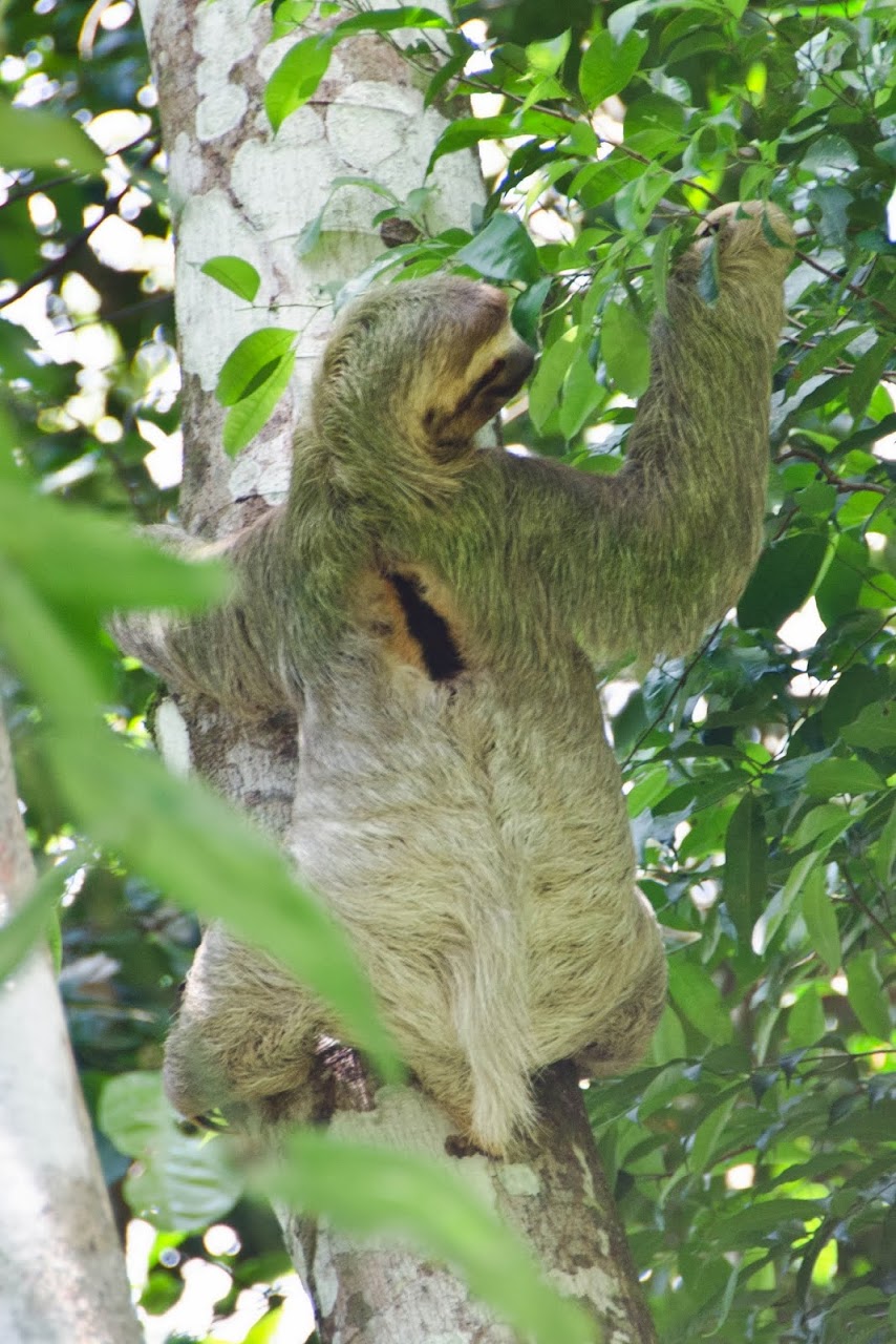 Sloth at Manuel Antonio