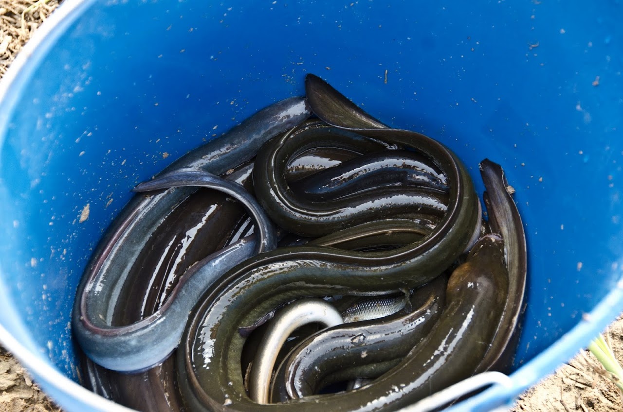 Eels in a bucket