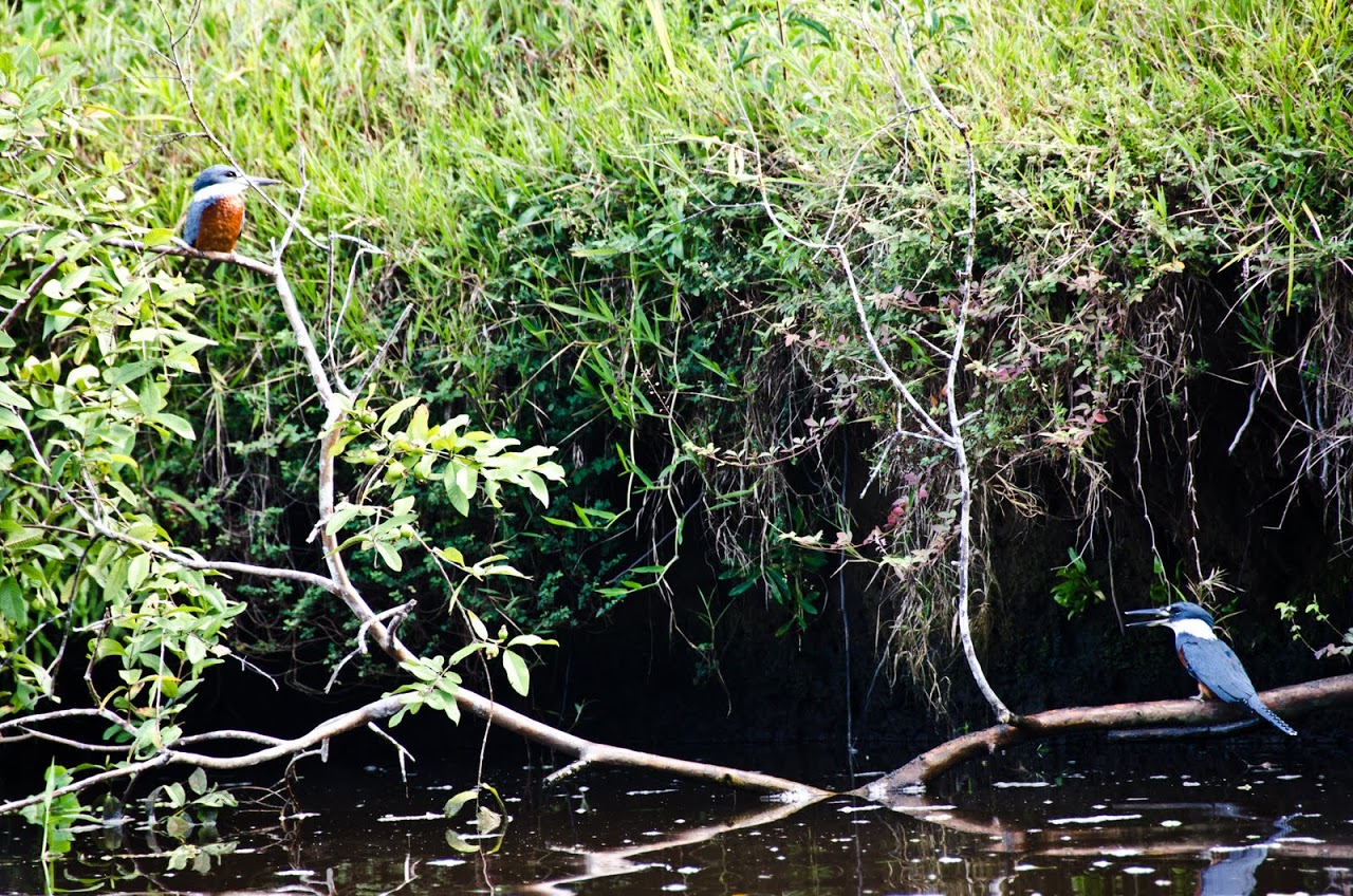Kingfishers at Tortuguero