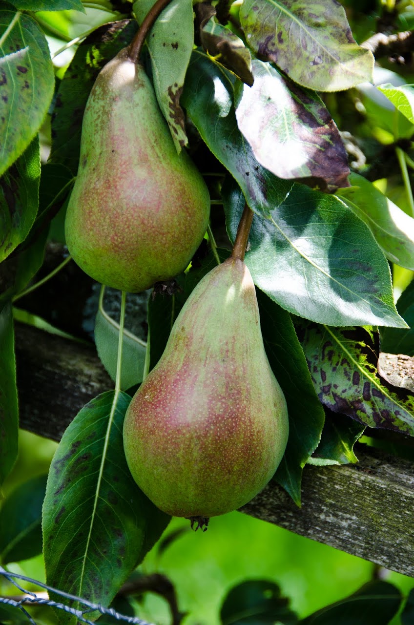 Pears on a fence