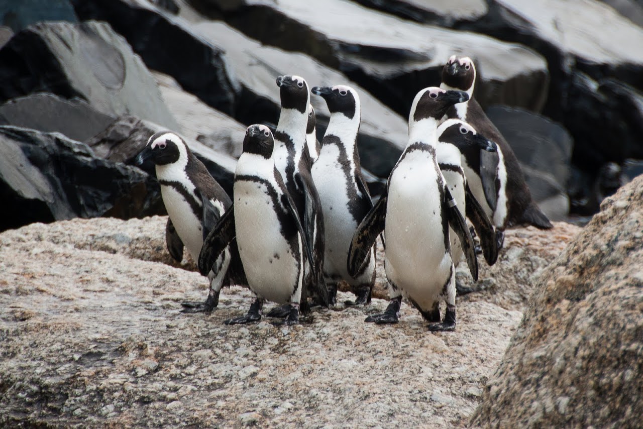 Penguins arriving at Boulder Beach