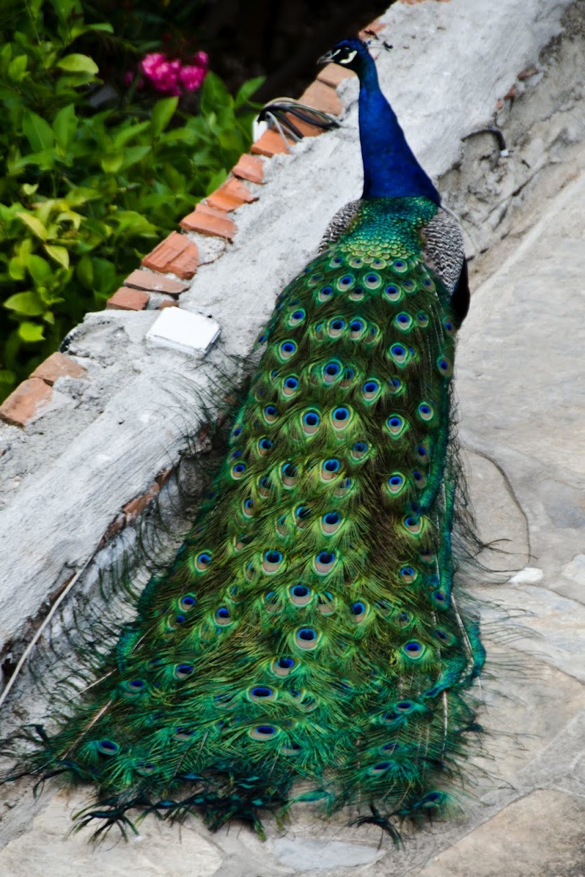 Peacock in Bodrum