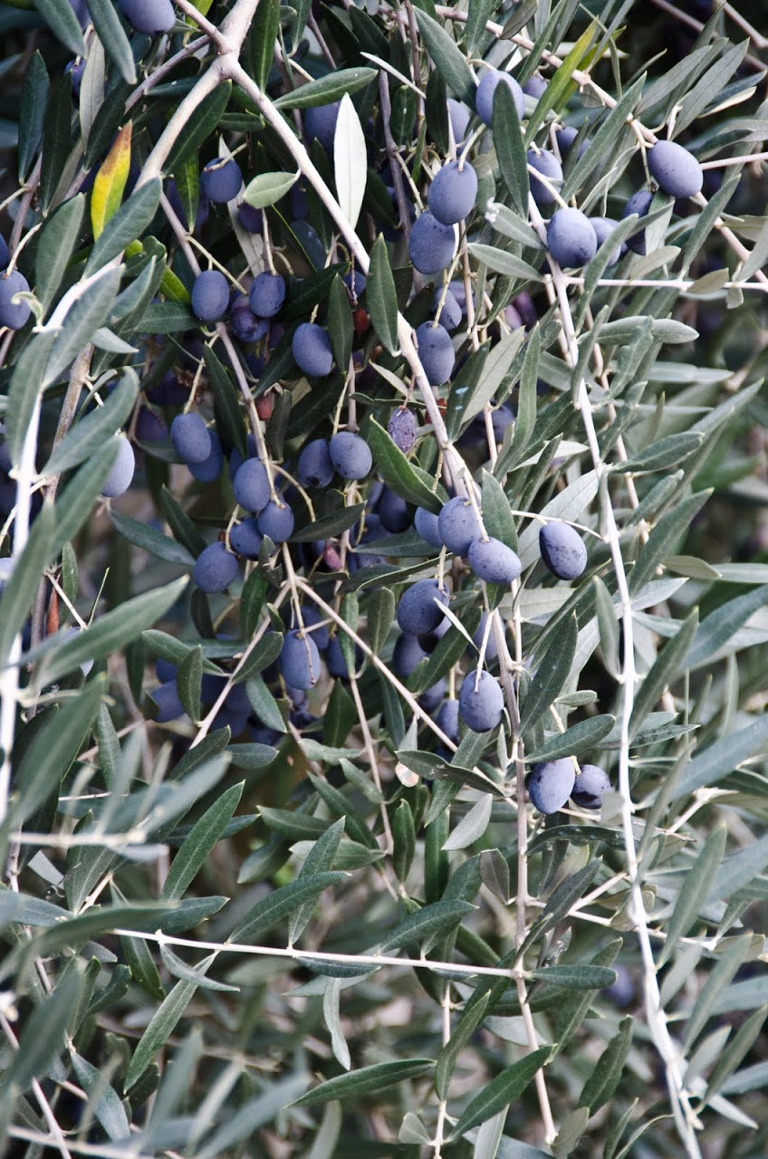 Olives from olive grove