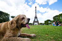 Chewy in Paris