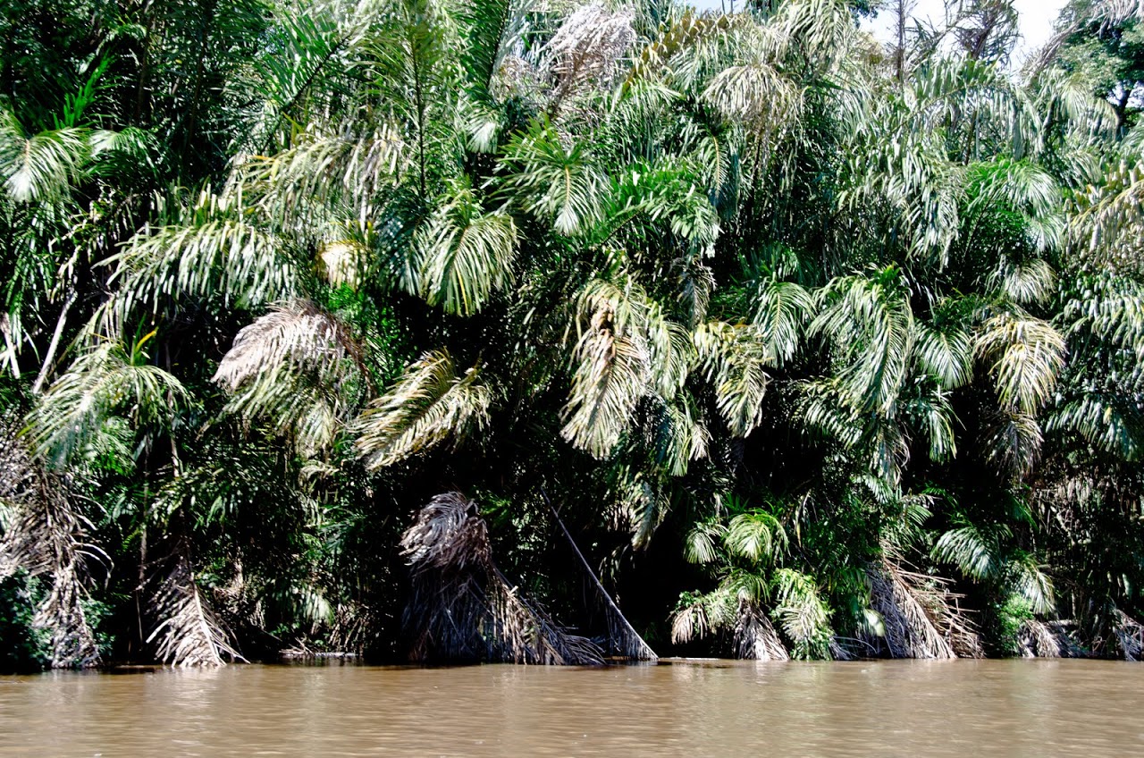 Pachira Lodge