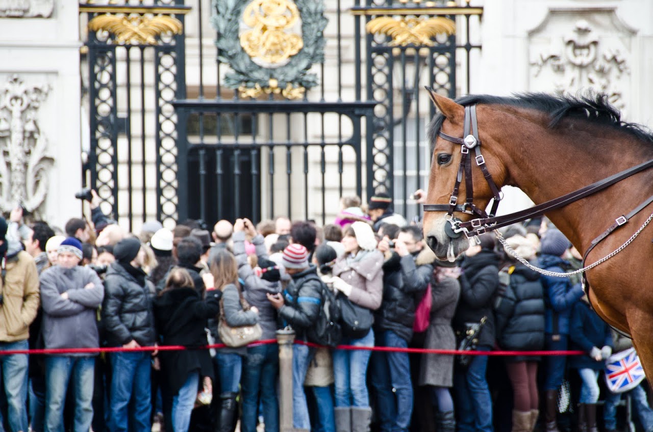 Horse at changing of the guards