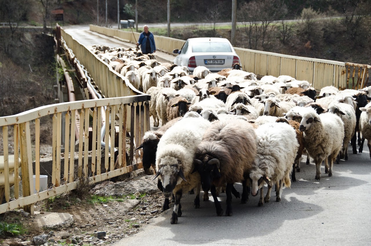 Sheep causing a traffic jam