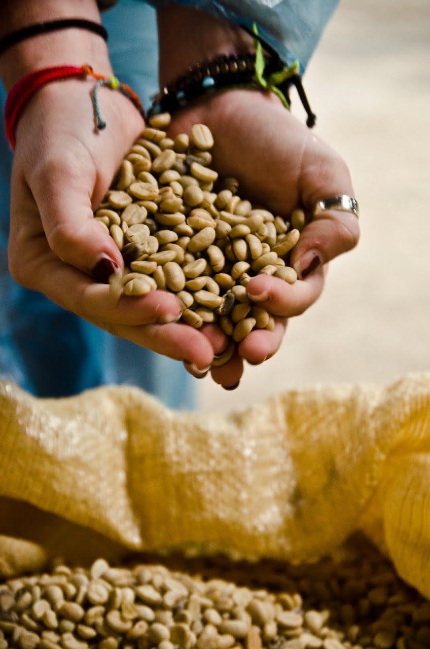 Beans drying