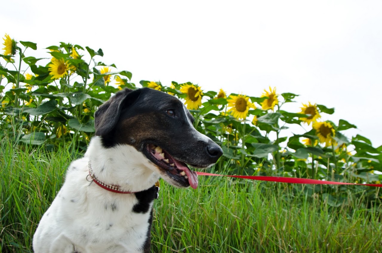 Abby in front of sunflowers