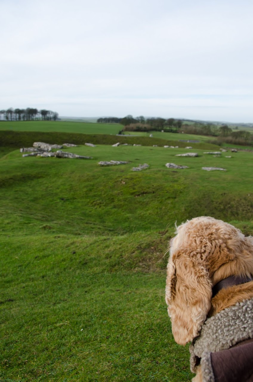 Chewy looking at Arbor Low