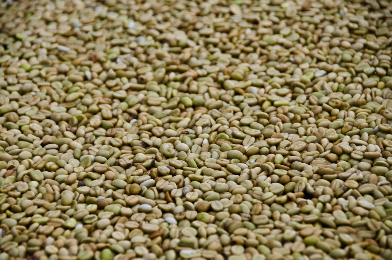 Beans drying