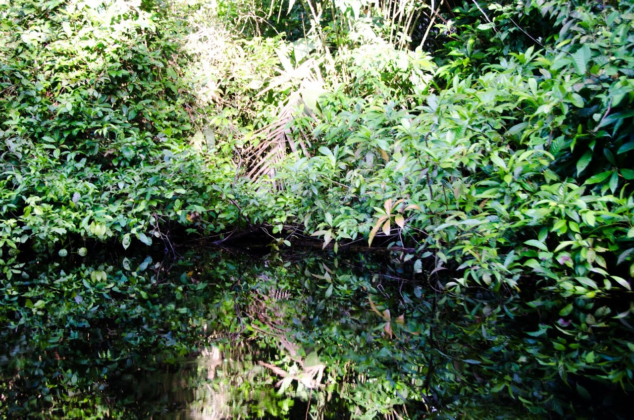 Tortuguero in the morning