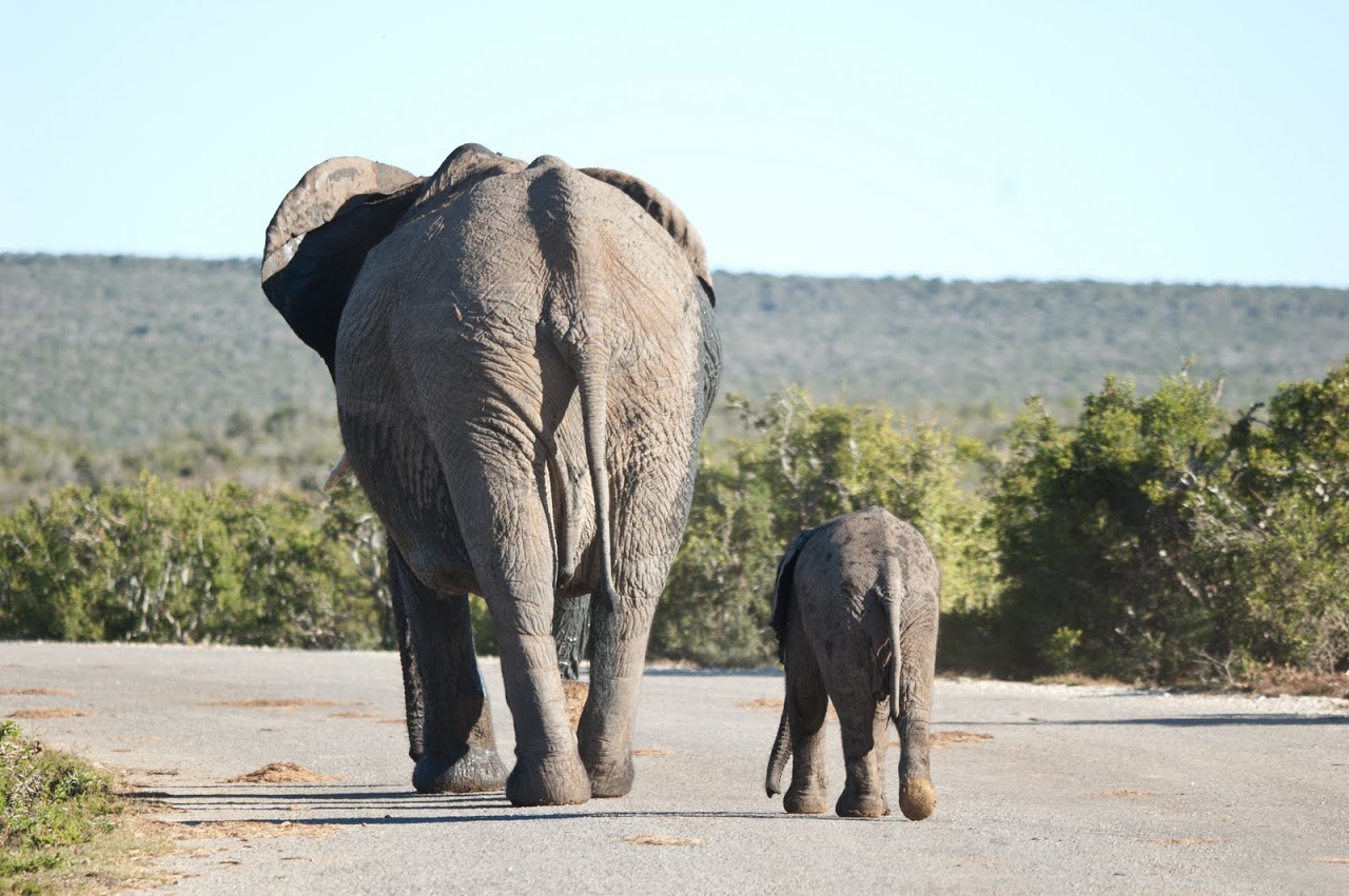 Elephants walking away