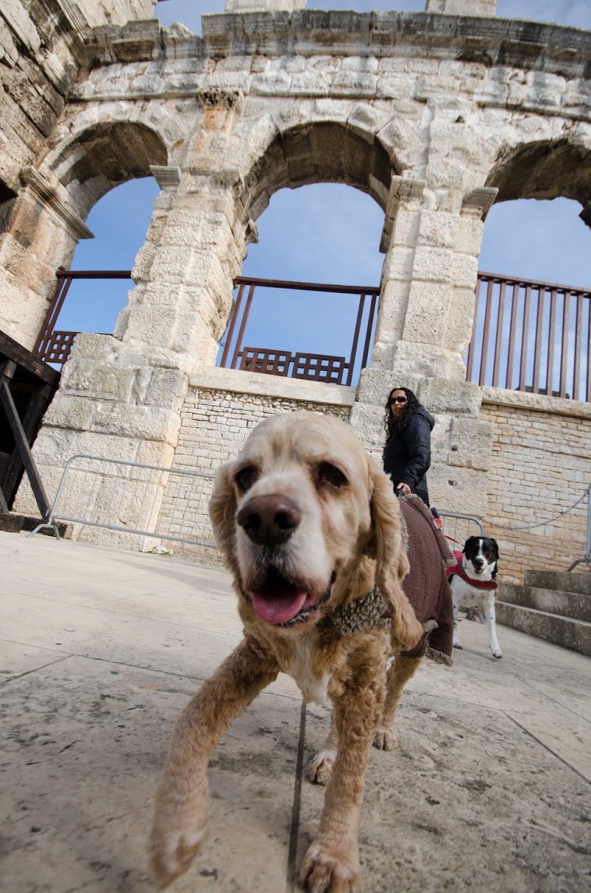 Chewy at the Pula Amphitheatre