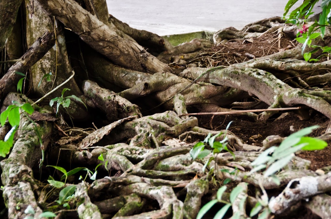 Roots at Tortuguero