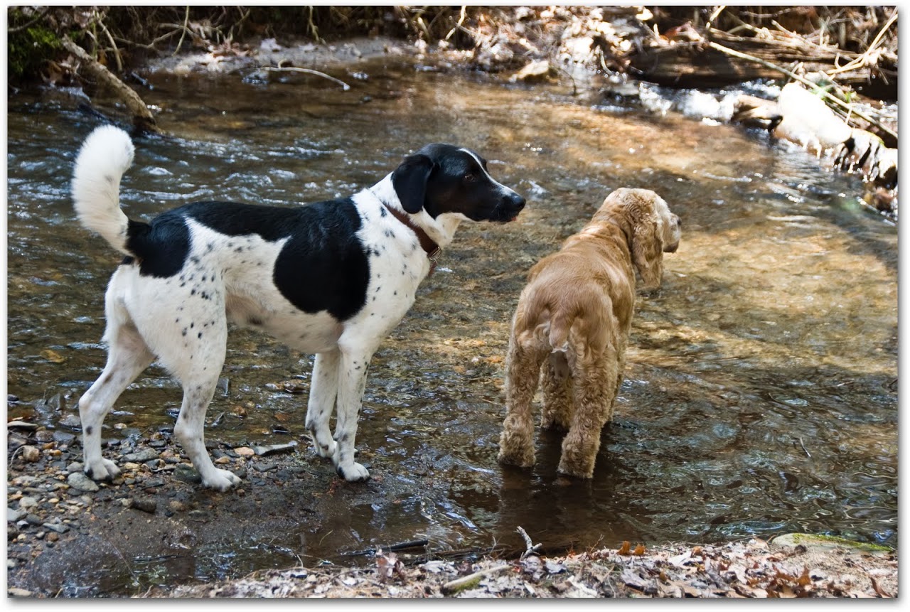 Chewy and Abby in the river