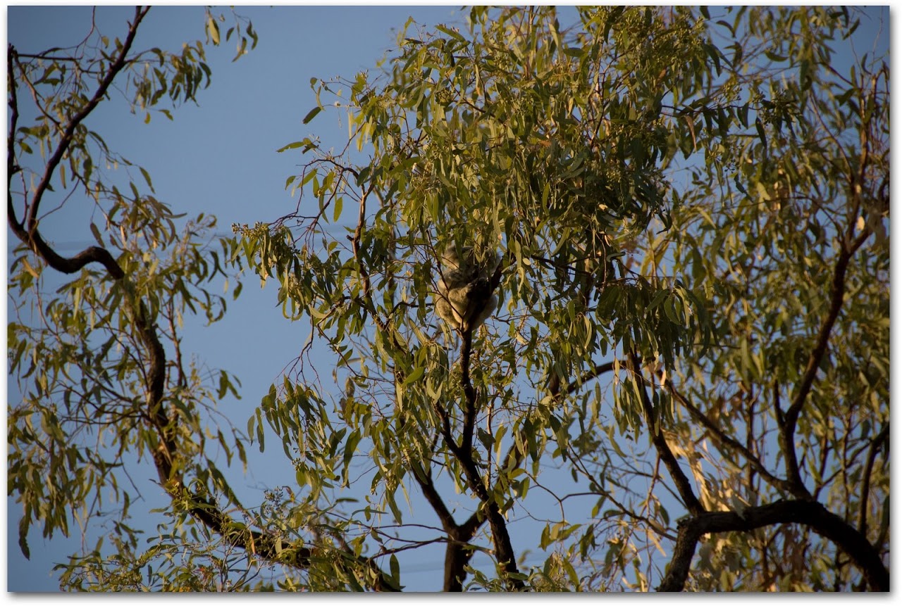 Baby koala in tree