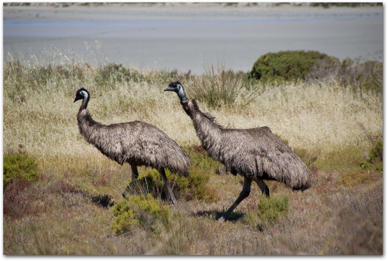 Emus in grass