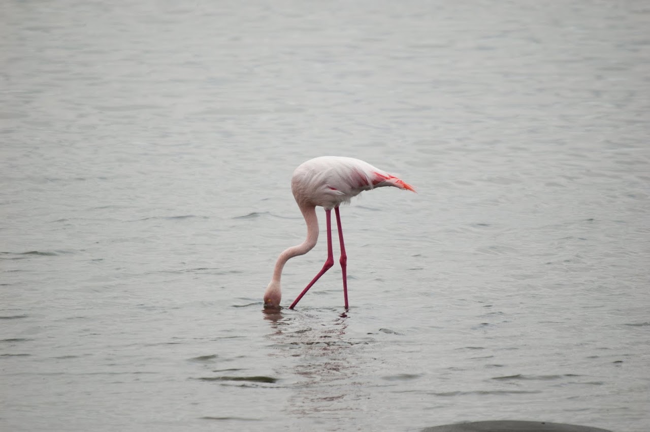 Flamingo head in the water
