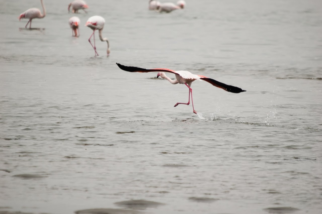 Flamingo flying