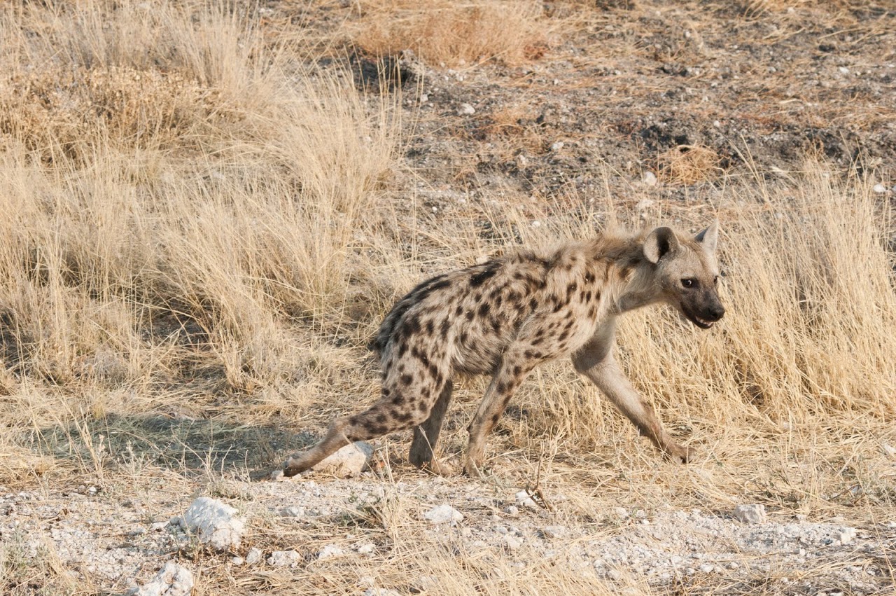Hyena Etosha