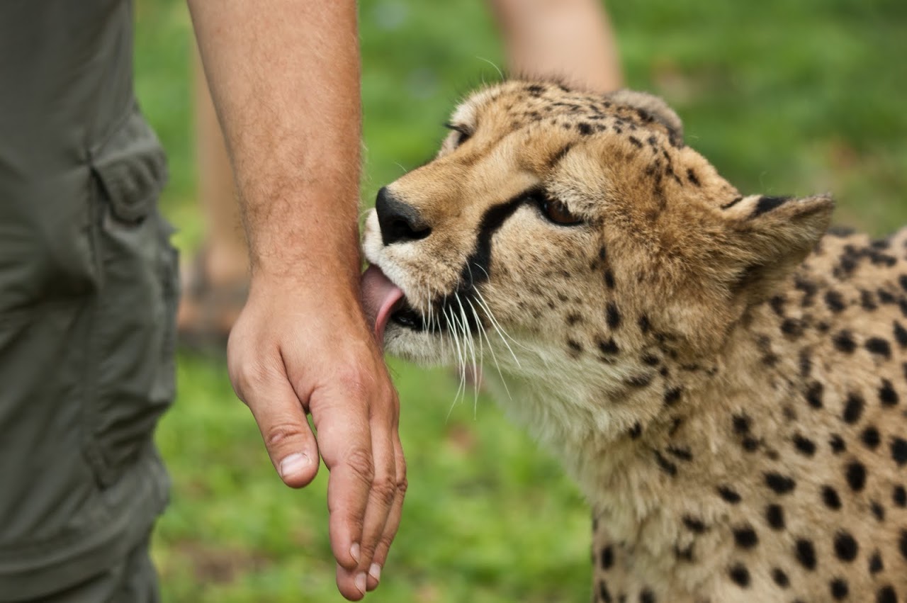 Cheetah licking hand