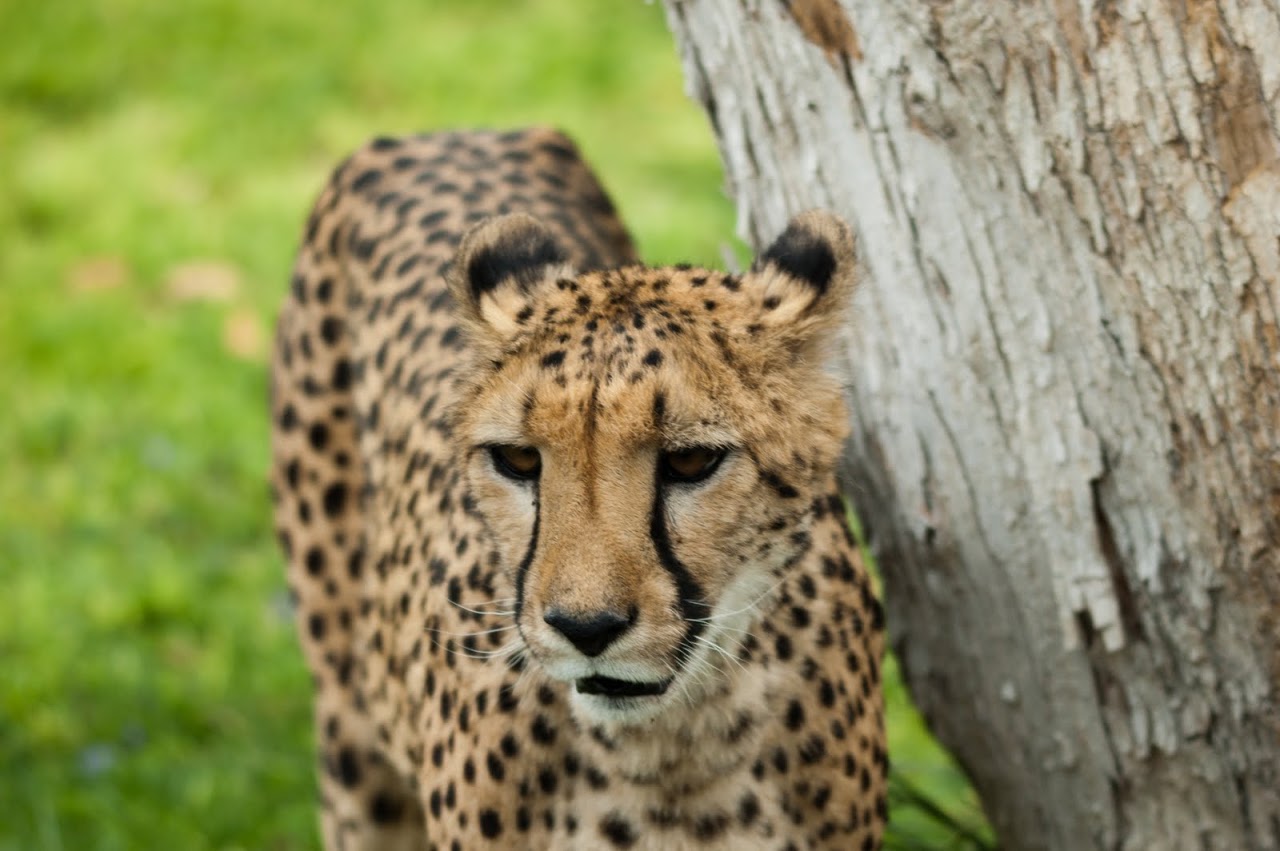 Cheetah against tree