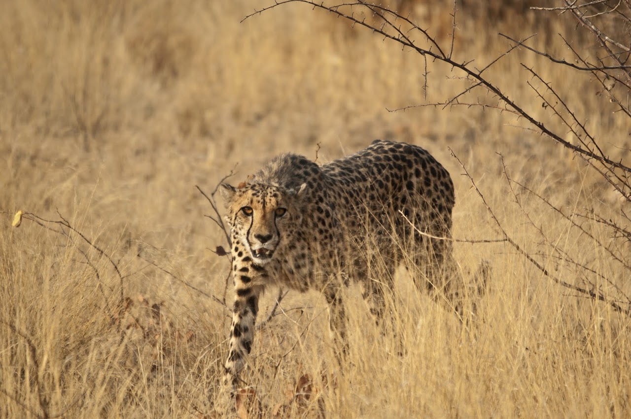 Cheetah in the wild
