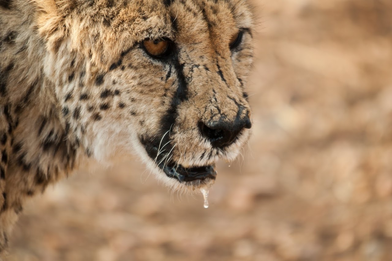 Cheetah drooling
