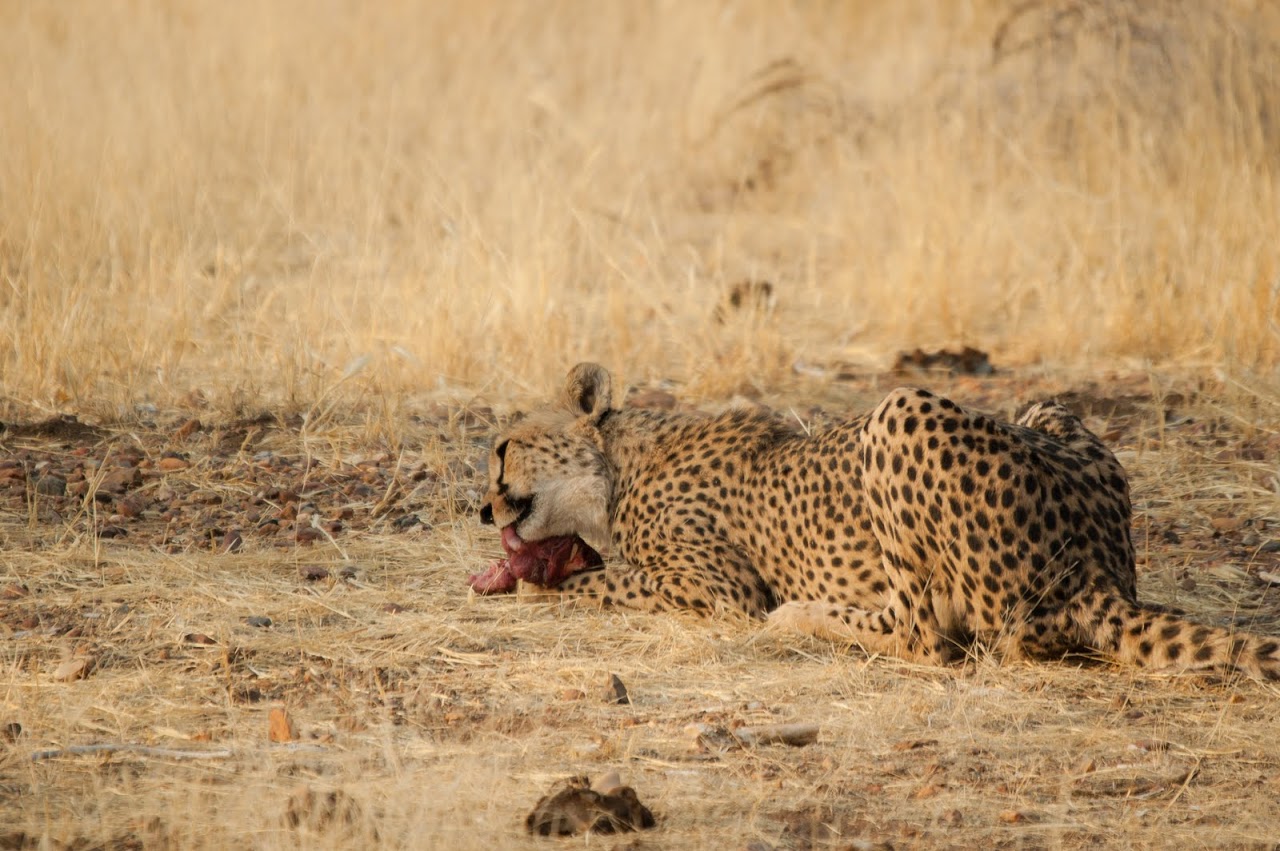 Cheetah with meat