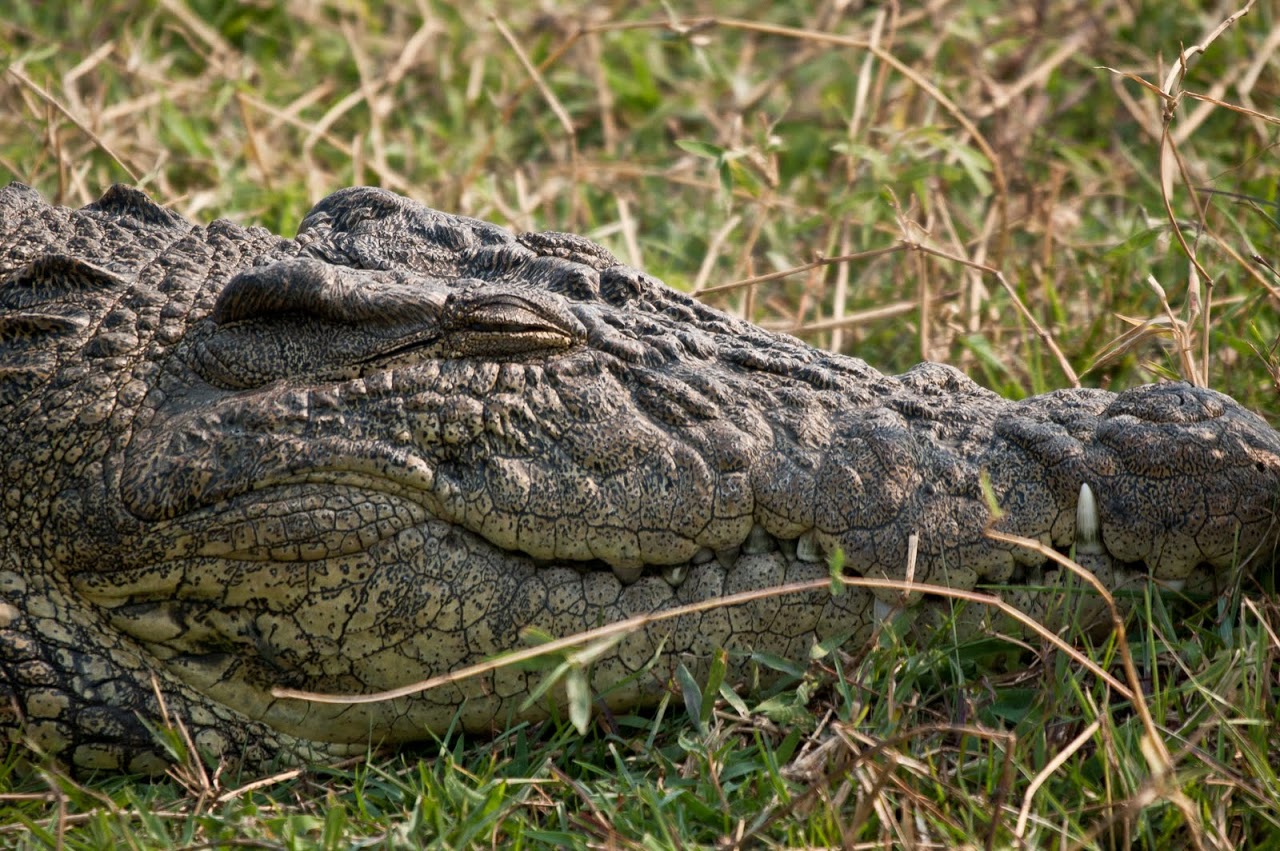 Crocodile face