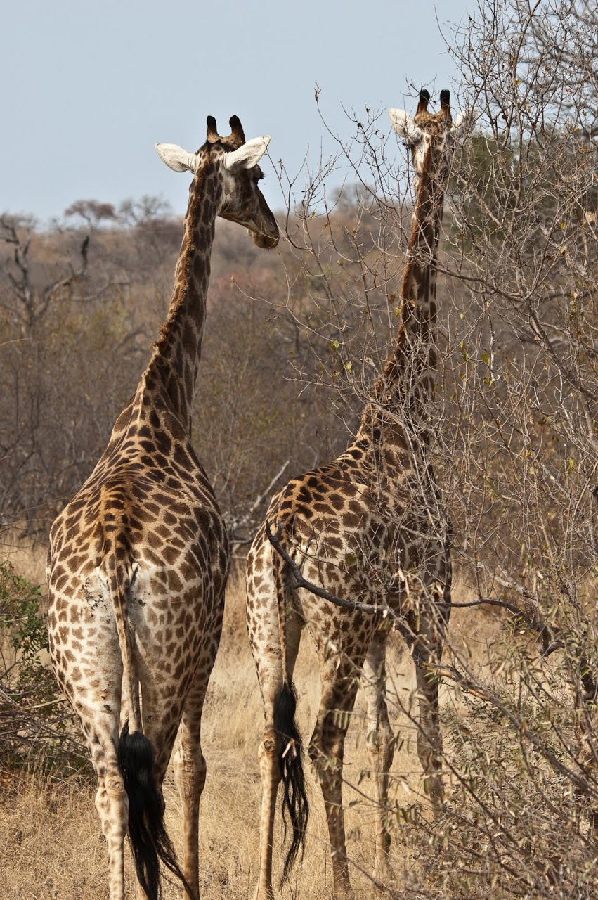 Giraffe butts