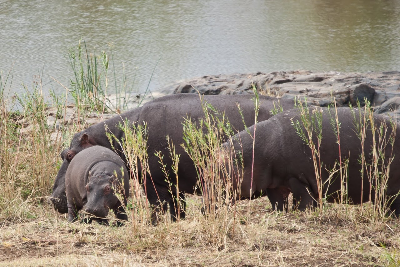 Hippos and baby hippo