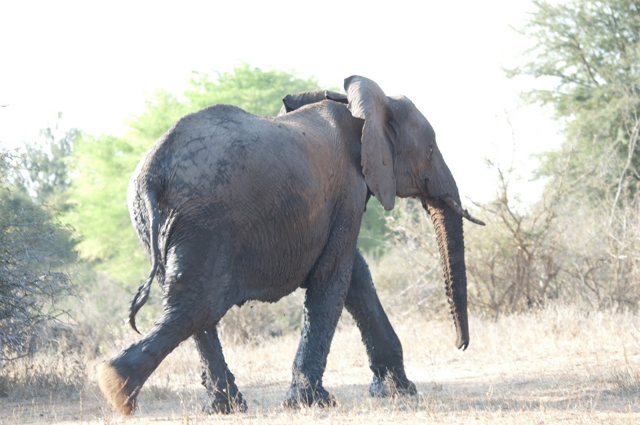 Elephant running