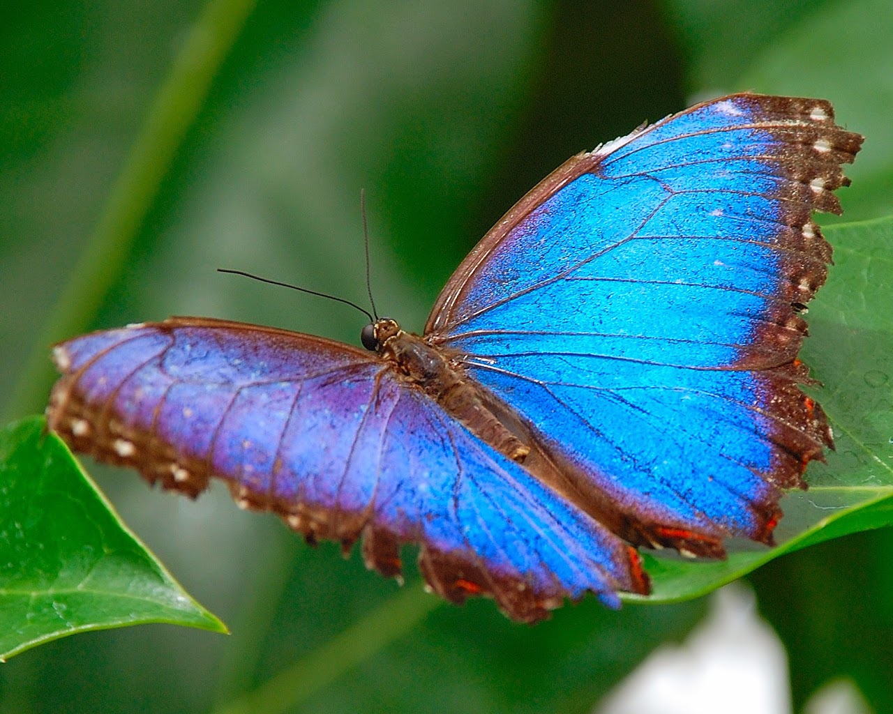 Morpho butterfly