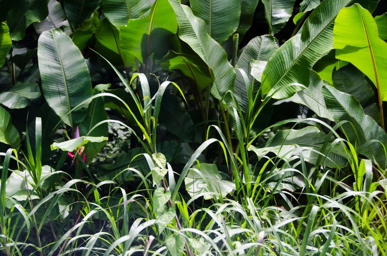 Tortuguero Forest