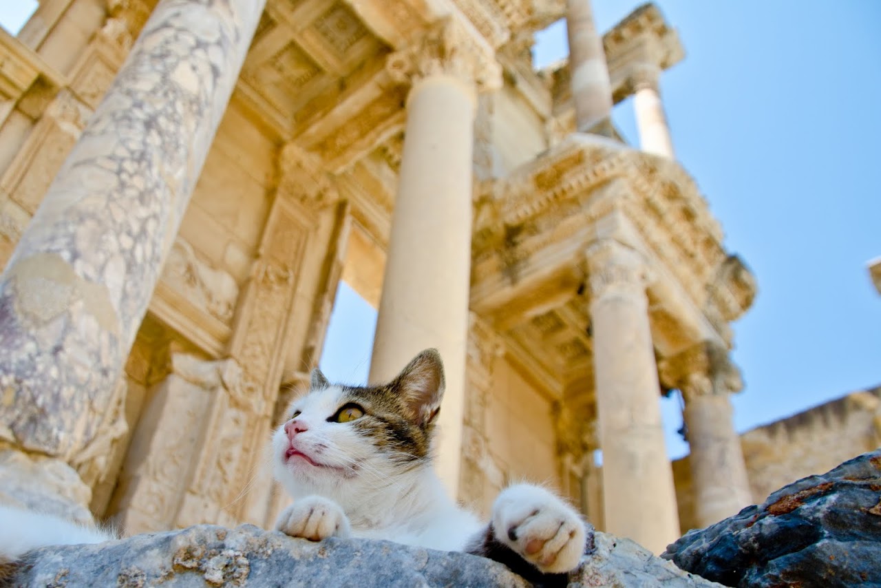 Cat in front of the Library of Selcuk in Ephesus
