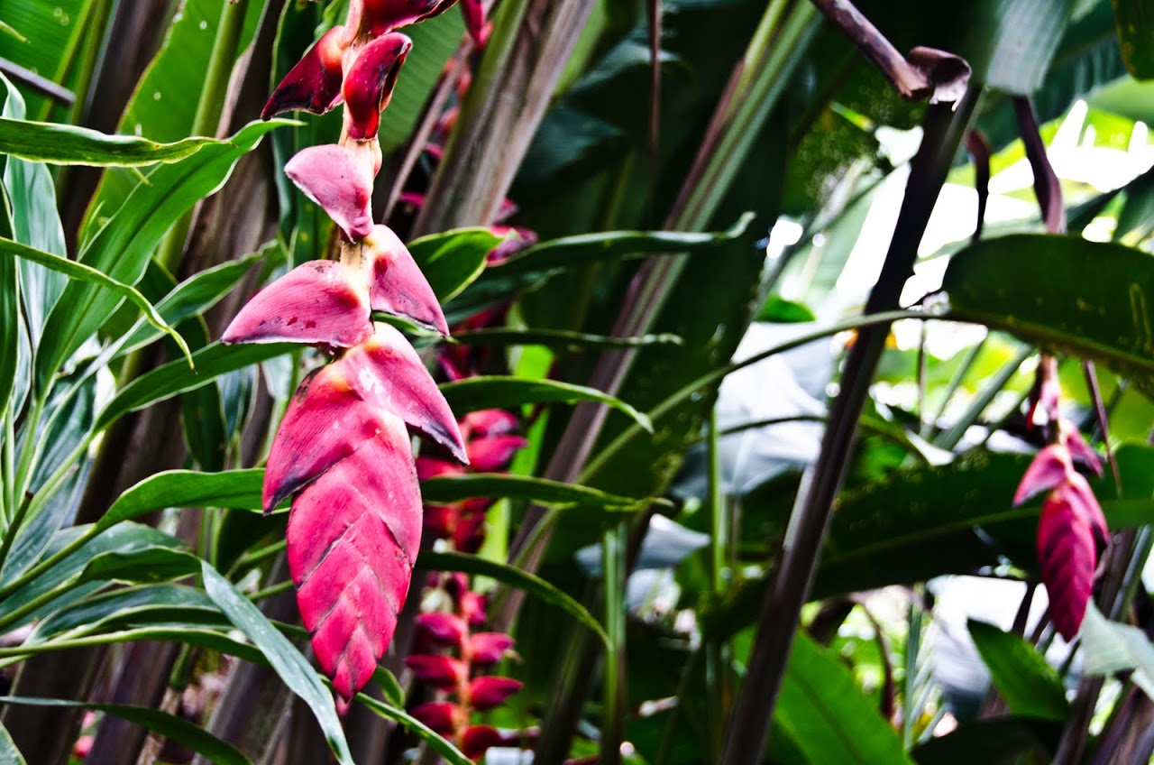 Fronds at Pachira Lodge