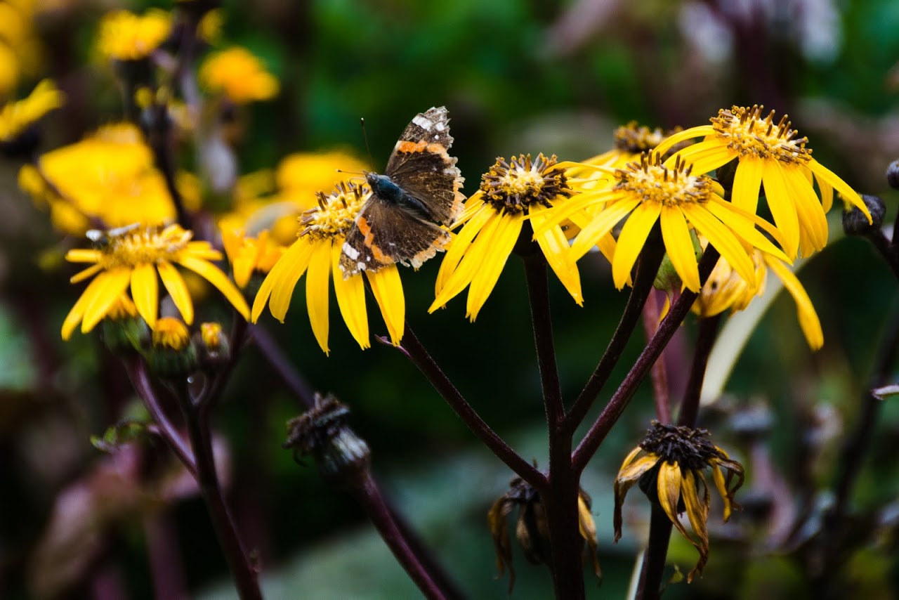 Bee at Trewithen Garden