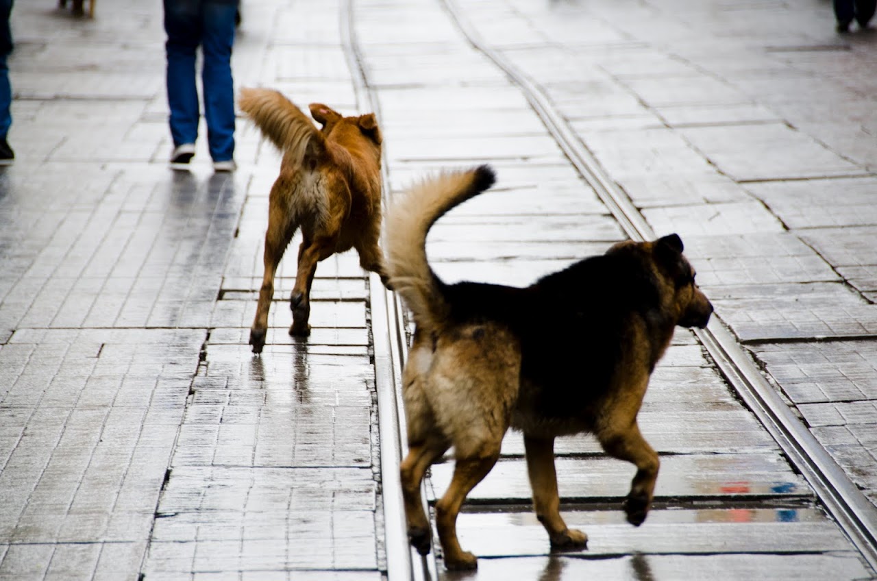 Dogs on Istlikal Street