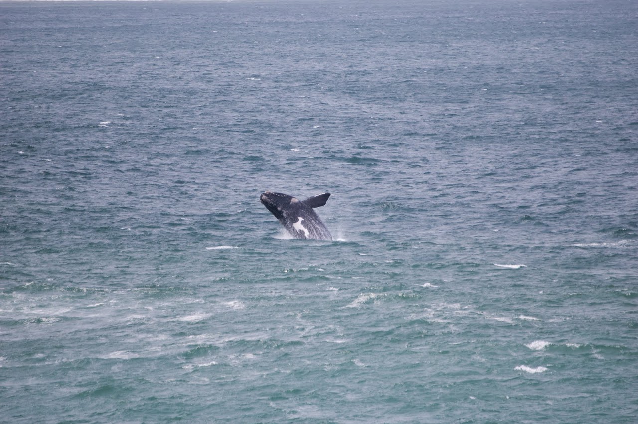 Whale breaching in Hermanus